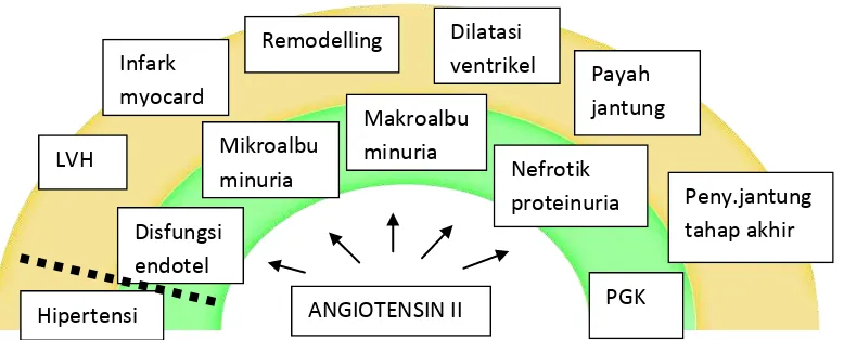 Gambar 7. Peranan Angiotensin II dalam Kerusakan Ginjal. Angiotensin II 