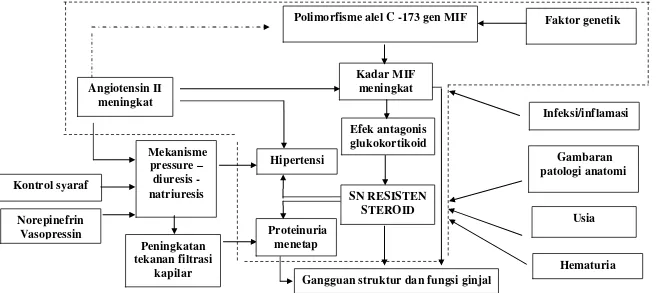 Gambar 8. Kerangka Konsep Penelitian. Alel C merupakan faktor genetik pada individu yang dihubungkan dengan peningkatan kadar sitokin 