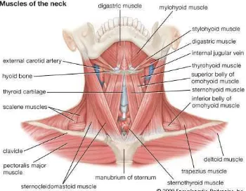 Gambar 2. Anatomi otot leher [5]