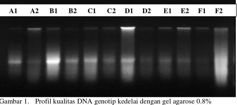 Gambar 1.  Profil kualitas DNA genotip kedelai dengan gel agarose 0.8% Keterangan : A1, A2 (tanpa mutasi Varietas Cikurai); B1, B2 (tanpa mutasi Varietas Malikka); C1, C2 (mutan M2 Varietas Cikurai); D1, D2 (mutan M2 Varietas Malikka); E1, E2 (mutan M3 Varietas Cikurai); dan F1, F2 (mutan M3 Varietas Malikka) 