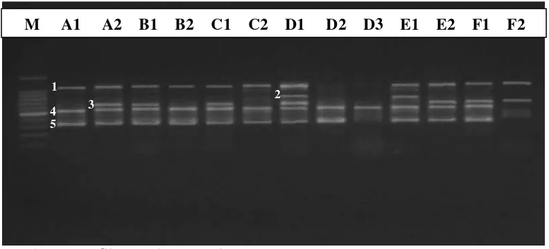 Gambar 2. Profil PCR dengan primer OPD-03 Keterangan : M (Marker); A1, A2 (tanpa mutasi Varietas Cikurai); B1, B2 (tanpa mutasi Varietas Malikka); C1, C2 (mutan M2 Varietas Cikurai); D1, D2 (mutan M2 Varietas Malikka); E1, E2 (mutan M3 Varietas Cikurai); dan F1, F2 (mutan M3 Varietas Malikka) 
