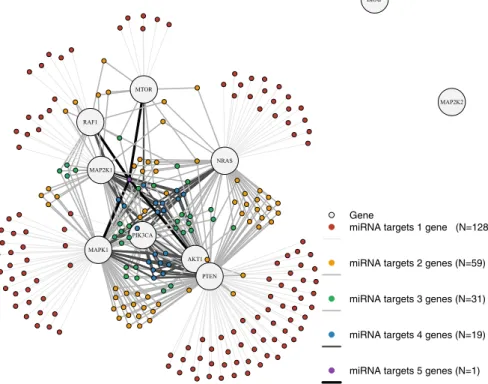 Fig. 4 Topology of subnetwork of the integrated BRAF signaling pathway corresponding to the unweighted adjacency matrix A  mi in Eq