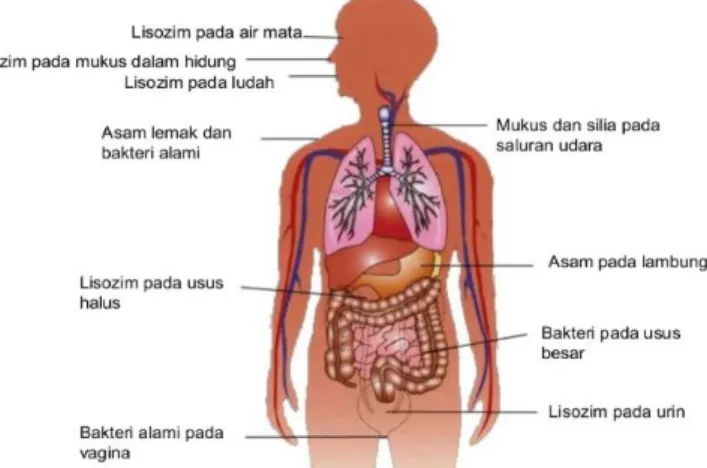 Gambar 2.1 Sistem imunitas non spesifik  