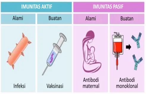 Gambar 3.2. Sumber sistem imun adaptif.  