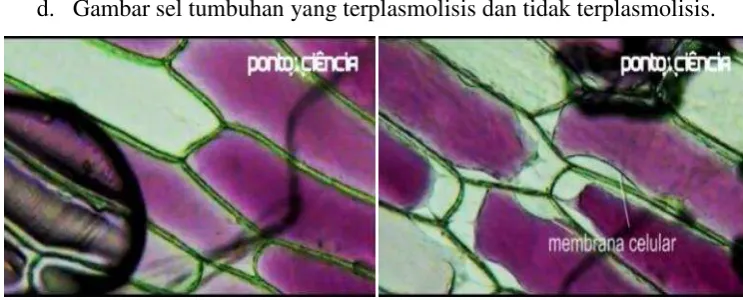 Gambar 1. Sel tidak terplasmolisis 