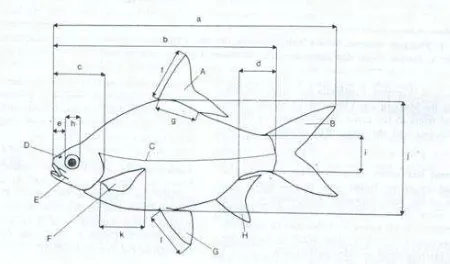 Gambar 2.1 Skema ikan untuk menunjukkan bagian-bagian utama ikan dan ukuran-ukuran yang 