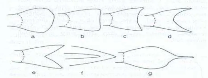 Gambar 2.2 Bentuk-bentuk utama sirip ekor (a) membulat, (b) bersegi, (c) sedikit cekung atau berlekuk tunggal, (d) bulan sabit, (e) bercagak, (f) meruncing, (g) lanset (Sumber: Kotellat, et al., 1993) 