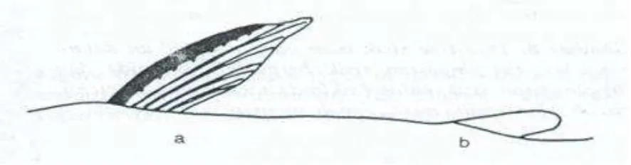 Gambar 2.3 Bagian sirip punggung pertama yang keras (a) dan bagian kedua yang lunak (b) (Sumber: Kotellat, et al., 1993) 