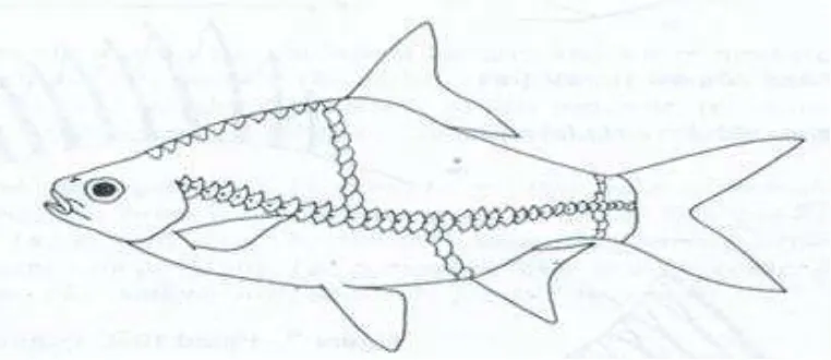 Gambar 2.7. Skema penghitungan sisik utama pada ikan