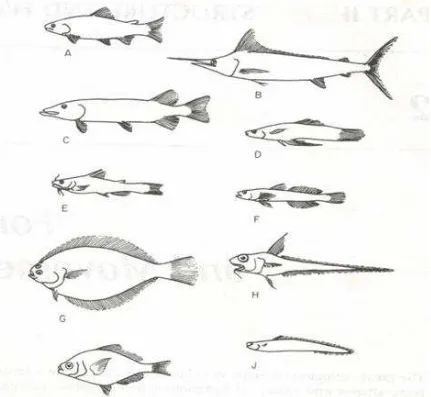 Gambar 2.9 Bentuk-bentuk tubuh ikan (A) dan (B) predator aktif, (C) predator tak aktif, (D) ikan pelagis, (E) ikan demersal, (F) ikan perekat di dasar, (G) flatfish, (H) ikan berekor panjang, (I)ikan beebadan bulat, (J) ikan seperti belut