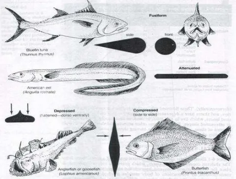 Gambar 2.10 Bentuk-bentuk tubuh ikan (Sumber: Lerman, 1986)
