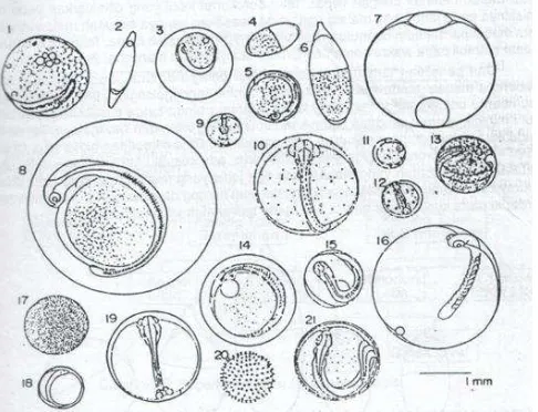 Gambar 4.3 Jenis-jenis telur ikan pelagis di Laut Jawa dan Selat Malaka (Sumber:Delsman, 1929 dalamEffendie, 1979)