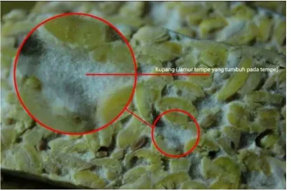Gambar I.2 Kupang atau jamur tempe Sumber : Dokumentasi pribadi (4 Desember 2013) 