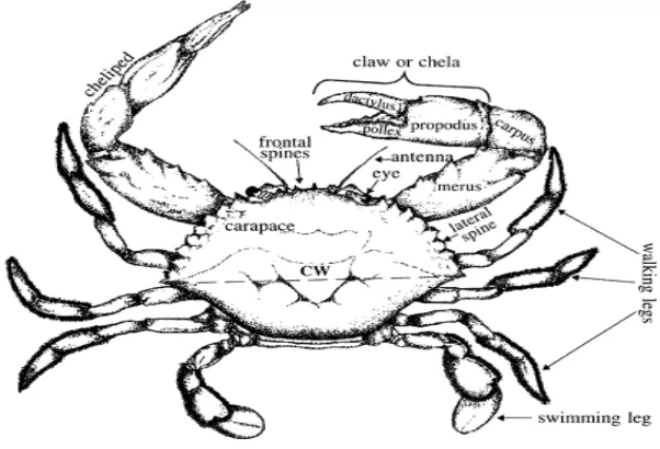 Gambar 2. Tubuh bagian dorsal kepiting dewasa (Sumber: Quinitio & Parado, 2003).