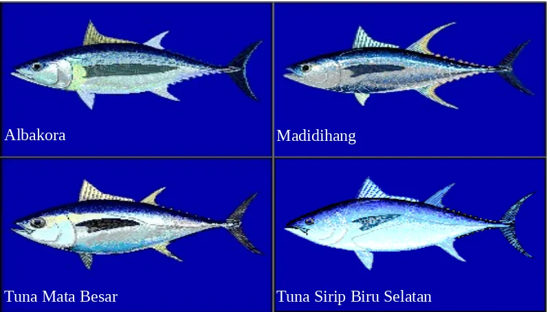 Tabel 1.  Habitat dan penyebaran horisontal dan vertikal beberapa jenis tuna