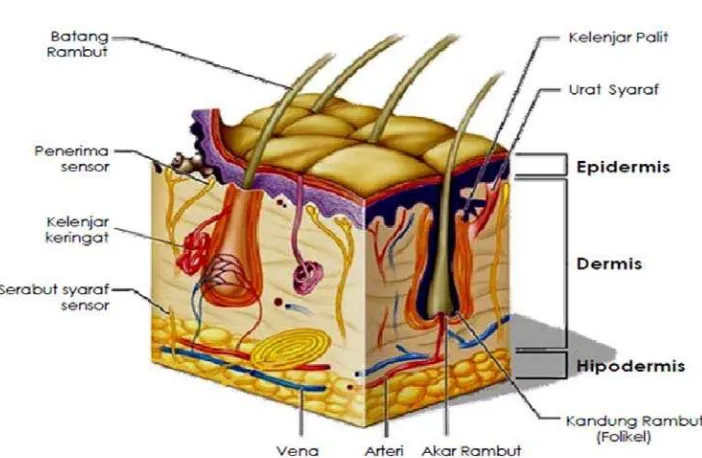 Gambar 2.1 Penampang struktur kulit (Arisanty, 2013). 