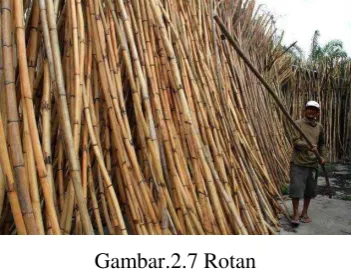 Gambar.2.6 Mendong 