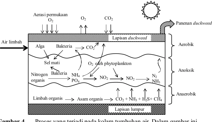 Gambar 4Proses yang terjadi pada kolam tumbuhan air. Dalam gambar ini 