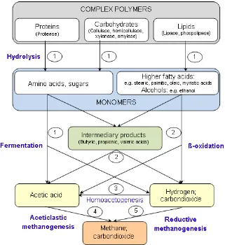 Figure 2.1 Schematic diagram of complete anaerobic digestion of complex polymers. Names in brackets indicate the enzymes excreted by hydrolytic bacteria