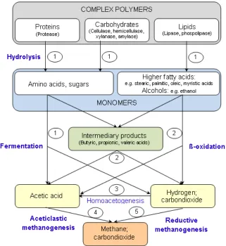 Figure 2.1 Schematic diagram of complete anaerobic digestion of complex polymers. Names in brackets indicate the enzymes excreted by hydrolytic bacteria