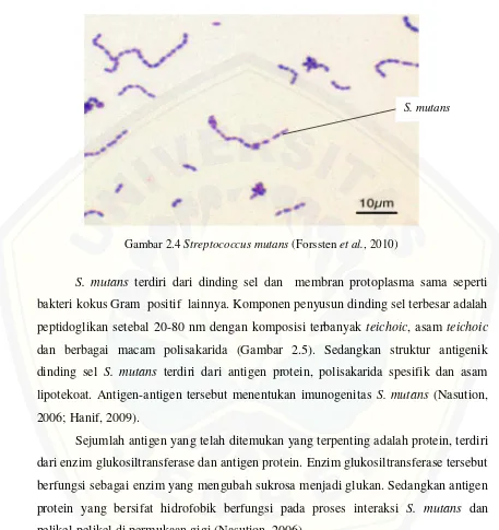 Gambar 2.4 Streptococcus mutans (Forssten et al., 2010)