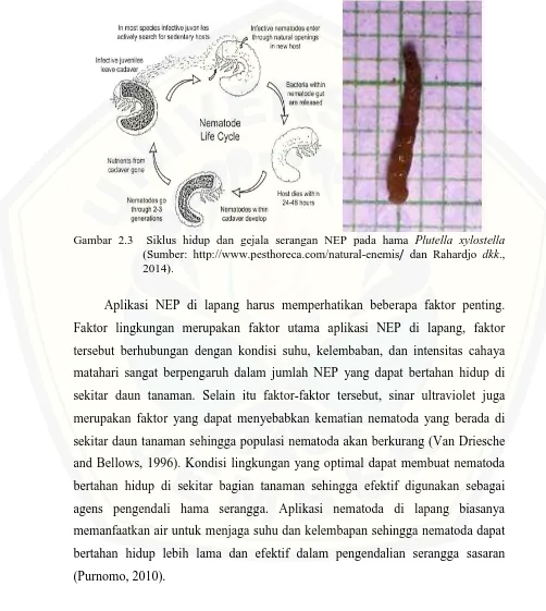 Gambar 2.3  Siklus hidup dan gejala serangan NEP pada hama Plutella xylostella (Sumber: http://www.pesthoreca.com/natural-enemis/ dan Rahardjo dkk., 2014)