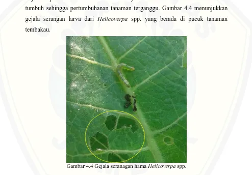 Gambar 4.4 Gejala seranagan hama  Helicoverpa spp. 