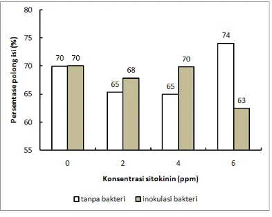 Gambar 3. Pengaruh interaksi bakteri Synechococcus sp. dan konsentrasi sitokinin terhadap persentase polong isi tanaman kedelai 