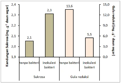 Gambar 2.  Kandungan sukrosa dan gula reduksi pada tanaman kedelai akibat inokulasi bakteri Synechococcus sp