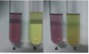 Gambar 3. Hasil uji pendahuluan aktivitas antioksidan (A = kontrol negatif, B = kontrol positif [rutin], dan C = larutan uji [fraksi air ekstrak etanolik daun selasih]) 