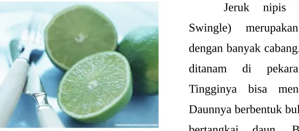 Tabel komposisi jeruk nipis: