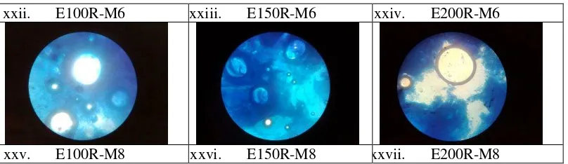 Gambar 5.9. Globula emulsi susu dengan penambahan ekstrak cair antioksidan 