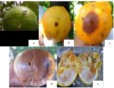 Gambar 5. Betina Bactrocera spp meletakkan telur kedalam daging buah jeruk. Sumber : Foto Langsung 