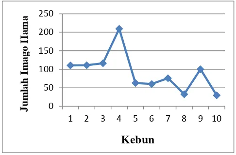 Gambar 6. Grafik rataan jumlah imago lalat buah Bactrocera spp. di desa Siberaya di Kecamatan Tiga Panah Kab