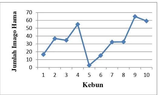 Gambar 11. Grafik rataan jumlah imago lalat buah Bactrocera spp. di desa Ndokun Siroga di Kecamatan Simp