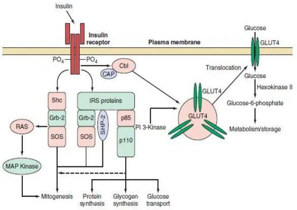 Gambar 1. Mekanisme Kerja Insulin