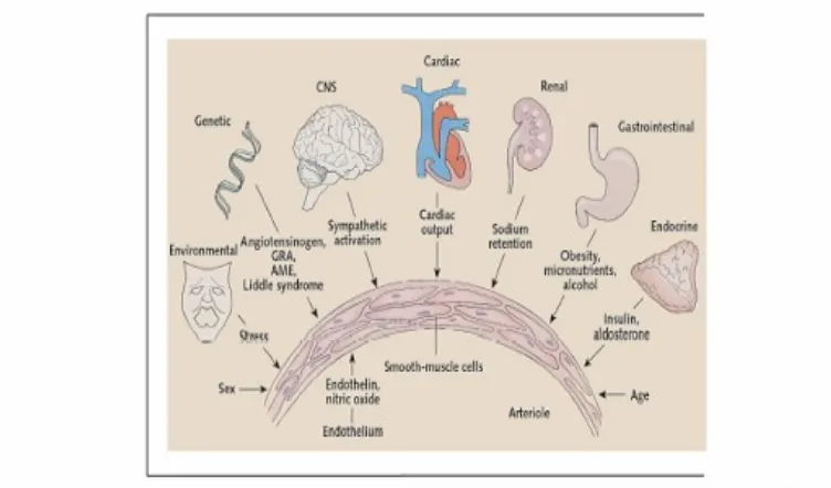 Gambar 1. Mekanisme Patofisiologi dari Hipertensi