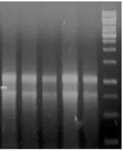 Gambar III.1. Elektroferogram sampel RNA total yang diisolasi dari jaringan daging buahpisang