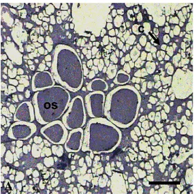 Gambar  1      Gambaran  mikroskopik  sampel  bakso  secara  umum.    Bakso  yang  sebagian  besar mengandung daging atau  otot skeletal (A),  bakso  yang sebagian besar  mengandung  jaringan  ikat  (B),  bakso  yang  sebagian  besar  mengandung  bahan pen