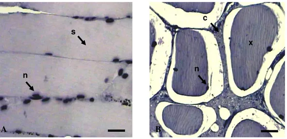 Gambar 2    Gambaran  mikroskopik  otot  skeletal  pada  sampel  bakso.    Potongan  memanjang  (A),  potongan  melintang  (B),  nukleus,  terletak  di  tepi  sel  (n),  striae (s), connective tissue (c), sel dengan multi nuklei (x)