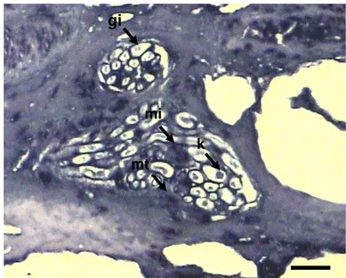 Gambar  5    Gambaran  mikroskopik  tulang  rawan  pada  sampel  bakso.    Kondrosit  yang  berada  dalam  lakuna  (k),  grup  isogen  yang  merupakan  kelompok  kondrosit  (gi),  matriks  teritorial  (mt),  matriks  interteritorial  (mi)