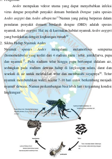 Gambar 2.1 Siklus hidup nyamuk Aedes 