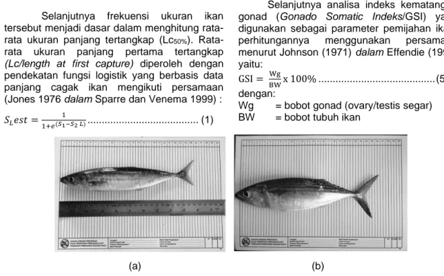 Gambar 1  Jenis ikan sampling yaitu ikan layang biru (a) dan ikan banyar (b) 