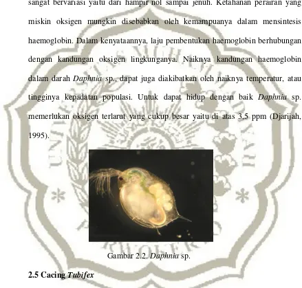 Gambar 2.2. Daphnia sp.