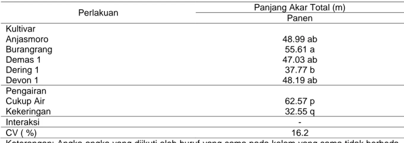 Tabel 6. Panjang akar pada saat panen 