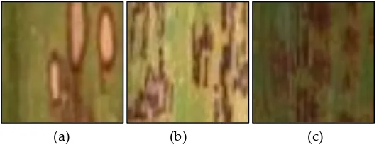 Gambar 1. Gejala visual penyakit noda: (a) Noda cincin; (b) Noda karat; dan (c) Noda kuning 