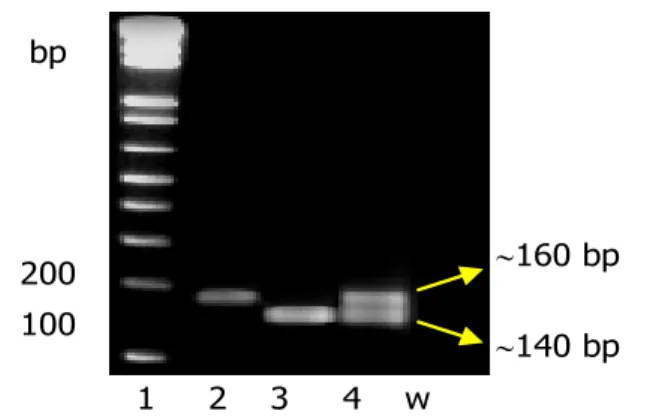 Gambar 3. Outline  dan  contoh  hasil  percobaan  pada  pembentukan dan seleksi BC1F1  Ciherang-Pandan wangi