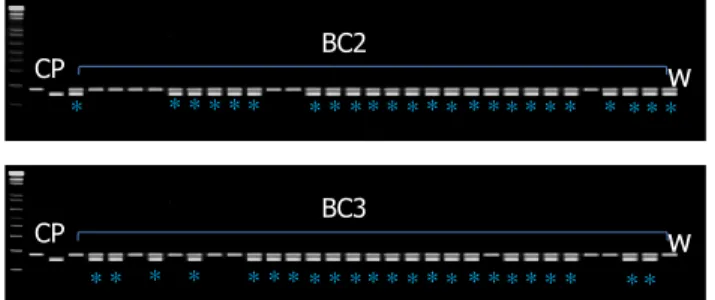 Gambar 4.  Contoh  hasil  elektroforesis  seleksi  PCR  BC2F1  dan  BC3F1  Ciherang-Pandan  Wangi
