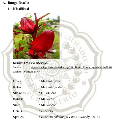 Gambar. 1 Hibiscus sabdariffa L 
