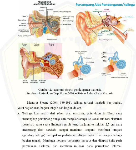 Gambar 2.4 anatomi sistem pendengaran manusia 